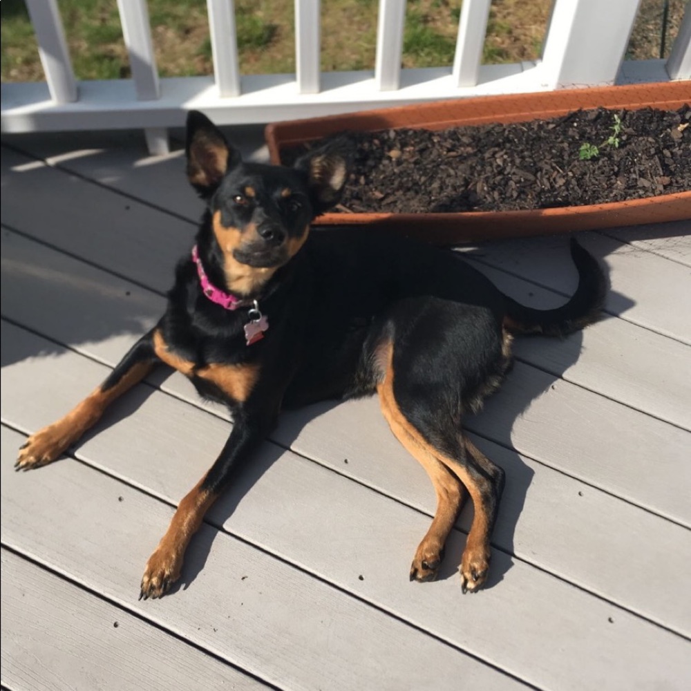Hello! I’m Elyce, happy poshing:)